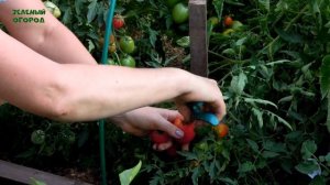 СЕРЕБРИСТАЯ ЕЛЬ! Обзор сортов ТОМАТОВ! Советы от ЗЕЛЕНОГО ОГОРОДА!