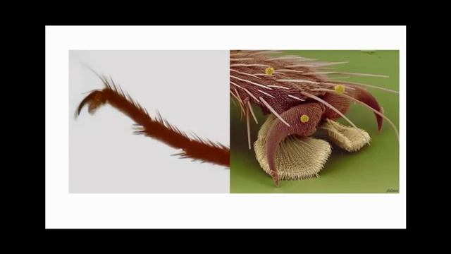 Про мух и про то, как и чем едят насекомые. смотреть онлайн