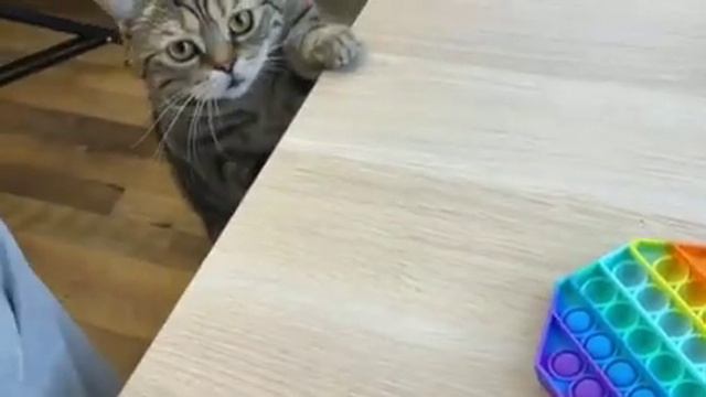 Если голова болит симпл димпл поп ит сквиш😜 смотреть онлайн