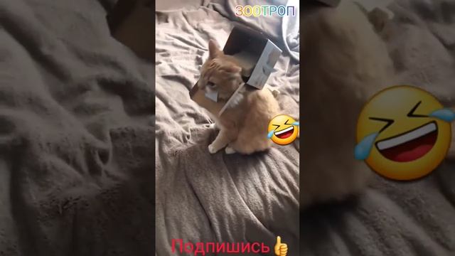 Смешные коты! Подборка для Вас. Пьющий кот. Кошка в доме. Приколы с котами. Супер. Животные. смотреть онлайн