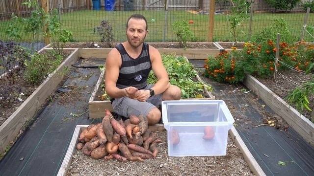 Harvest And Cure Sweet Potatoes Easy With This Simple Trick смотреть онлайн