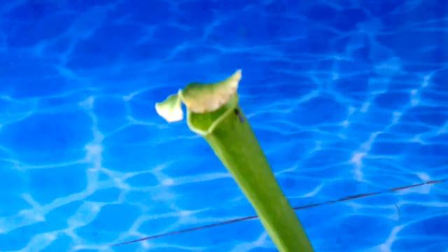 Саррацения съела мошку смотреть онлайн