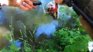 Даже ОНИ не ПОМЕШАЛИ ловле голавля! Рыбалка на ультралайт, на малой реке