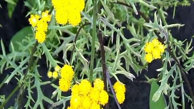 ЛОНАС! Интересный цветок для любителей сухоцветов! смотреть онлайн