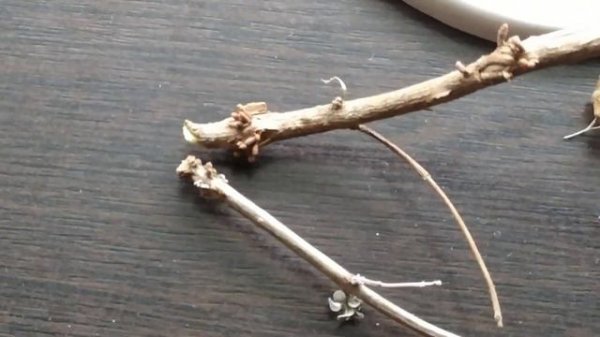 Обрезка КАРИОПТЕРИСА. Режем - не жалеем.