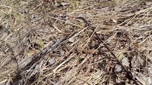 Тест металлоискателя MD5090 и TX850/можно окупить стоимость за один выезд/коп черного металла.