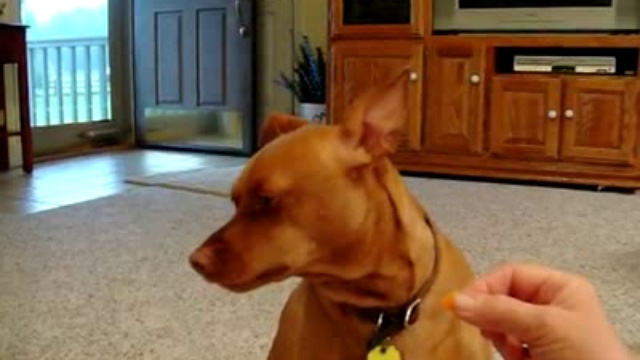 Пес не хочет есть за здоровье Обамы смотреть онлайн