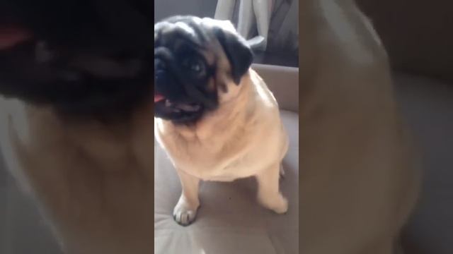 Мопс! Веселая собака танцует под музыку! смотреть онлайн