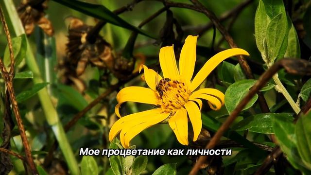 "Духовное пробуждение". 25 июля. Сегодня - лучший путь. Ежедневник для созависимых. смотреть онлайн