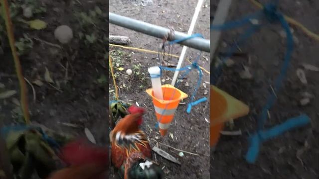 Duell der beiden Gockel Kanzler. :) смотреть онлайн