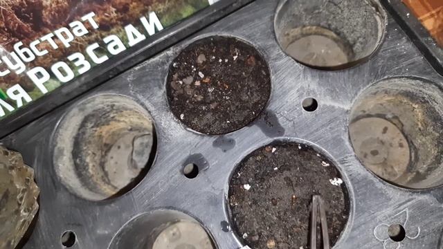 БАМБУК (мой опыт) BAMBOO MOSO.