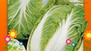 Капуста пекинская ЧА ЧА F1. Краткий обзор, описание характеристик brássica olerácea