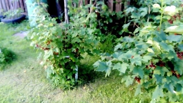 Красная смородина зреет на даче