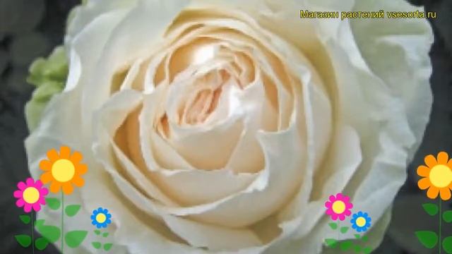 Роза чайно-гибридная Митос. Краткий обзор, описание характеристик, где купить Mythos смотреть онлайн