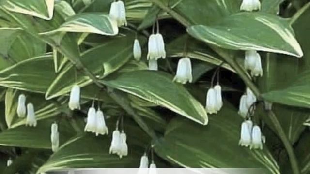 Polygonatum odoratum Variegatum Solomon's Seal смотреть онлайн