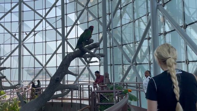 ВЛОГ#12 ДУБАЙ. GREEN PLANET, МЕСТНЫЙ ПЛЯЖ И ОТЕЛЬ ROVE CITY WALK