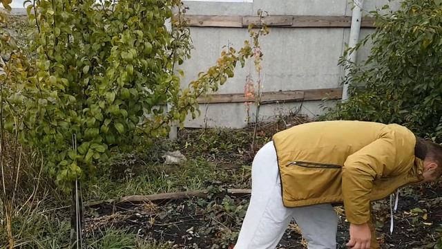 Осенняя посадка саженца с последующей инокуляцией на примере крыжовника. смотреть онлайн