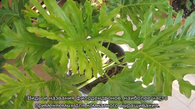 Филодендрон Селло, гитаровидный, Ксанаду, дольчатый смотреть онлайн