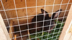 Уход за кроликами содержание кроликов чем кормить кроликов