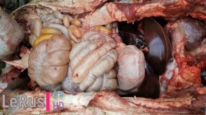 Разделка туши хряка за 30 минут / Правильное извлечение потрохов / Полная версия