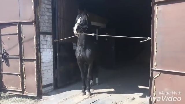 Цыганские Лошади 89619772287 смотреть онлайн