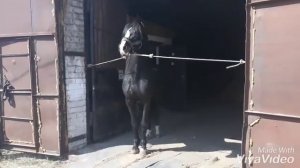 Цыганские Лошади 89619772287