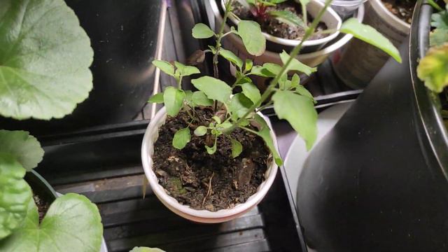 Чому у герані молоде листя сохне. Одна із причин... #герань #догляд #зима #цікаве #українською смотреть онлайн