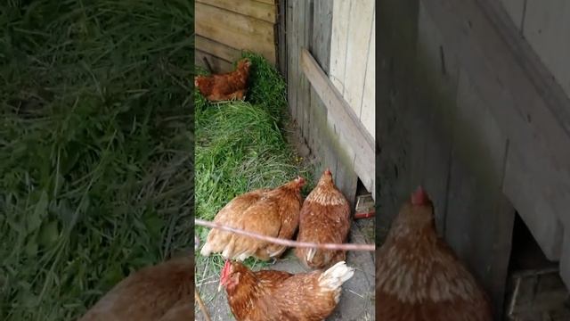 Настя гладит курицу. смотреть онлайн