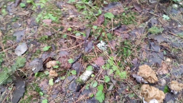 Сбор грибов в апреле. Строчок гигантский. Открытие грибного сезона 2022. смотреть онлайн