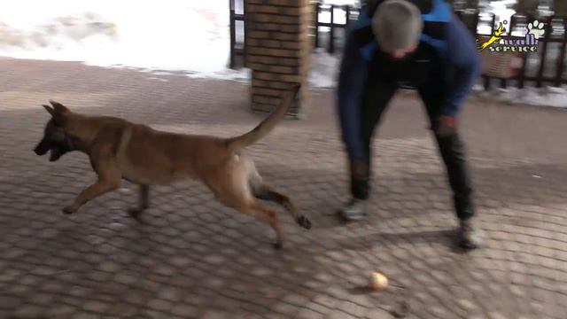 Дрессировка собак, Команда Дай #12, Чередование подушки на тарзанке и мячиков смотреть онлайн