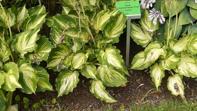 Hosta ´Lakeside Paisley Print´ смотреть онлайн