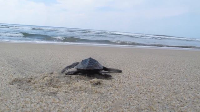 ИНТЕРЕСНЫЕ ФАКТЫ ПРО ЧЕРЕПАХ