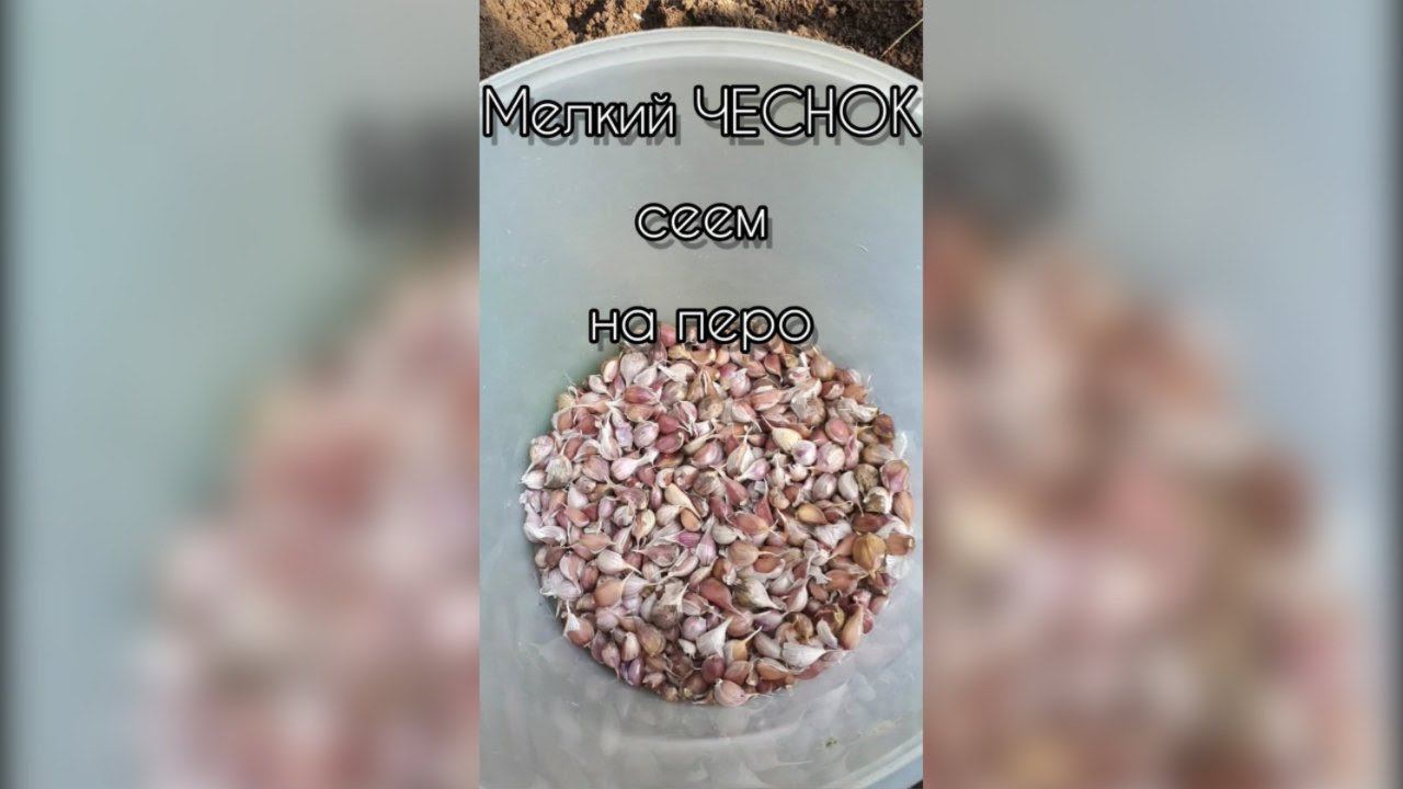 ЧЕСНОК как посадить  легко. Чеснок вырос из семян и бульбочек Сезон 2022 смотреть онлайн