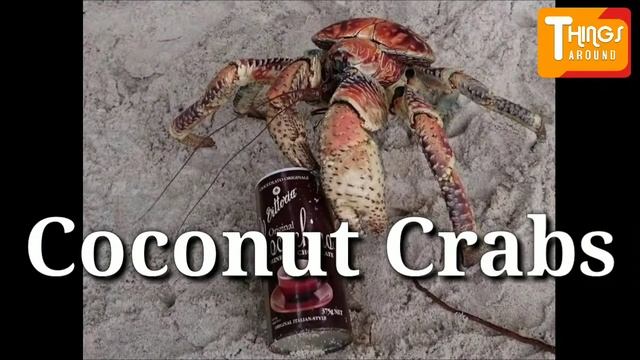 Coconut Crab The largest crab in the world | Things around смотреть онлайн