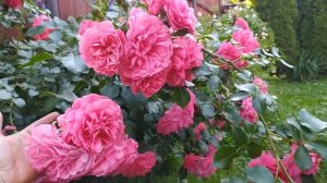 Роза Розариум Ютерсен (Rosarium Uetersen).