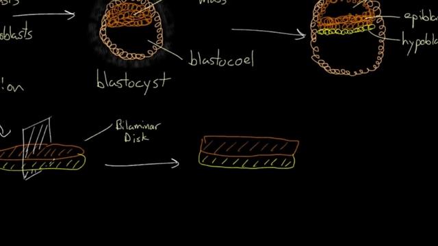 Early embryogenesis - Cleavage, blastulation, gastrulation, and neurulation | MCAT | Khan Academy смотреть онлайн