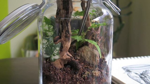 Terrarium disaster and how I rebuilt it смотреть онлайн