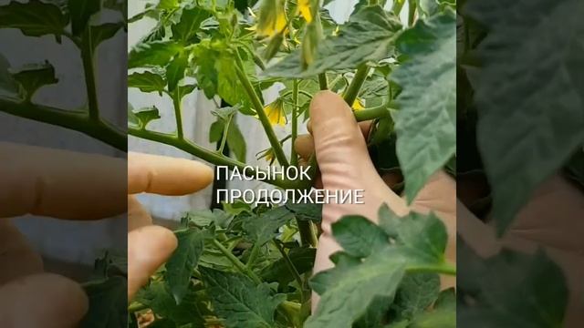 детерминантные томаты в теплице смотреть онлайн