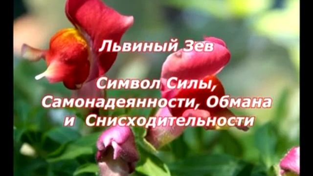 № 10. Язык Растений и Цветов (вторая часть К-П). смотреть онлайн