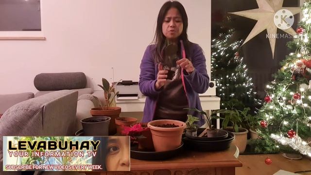 HOW TO COLLECT PLANTS AND PAY LESS | INDOOR PLANTS CARE TIPS | COLLECTING PLANTS | REPOTTING PLANT смотреть онлайн
