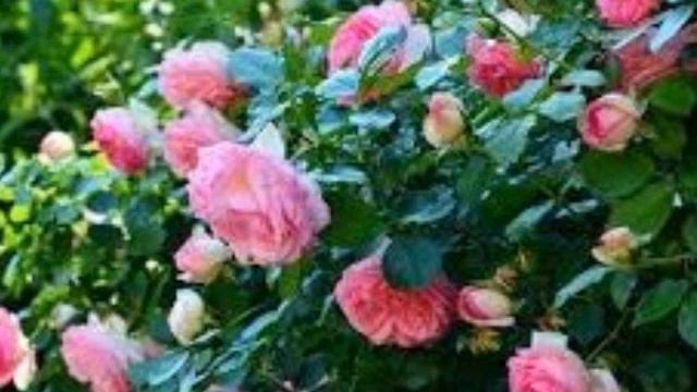 Gorgeous Floribunda Roses смотреть онлайн