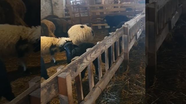 ягнята овцы курдючные и полукровки от гисара смотреть онлайн