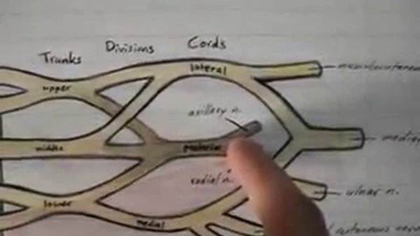 Brachial Plexus 1 3