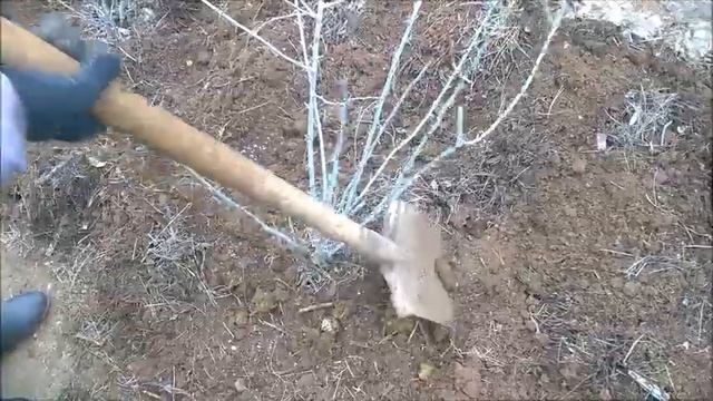 ЧЕМ ПОДКОРМИТЬ ЯГОДНЫЕ КУСТЫ ВЕСНОЙ / МУЛЬЧА ВЕСНОЙ / МУЛЬЧА ДЛЯ КУСТОВ / ОРГАНИЧЕСКОЕ ЗЕМЛЕДЕЛИЕ смотреть онлайн