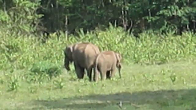 31 - Thekkady - Bamboo rafting - Дикие слоны смотреть онлайн