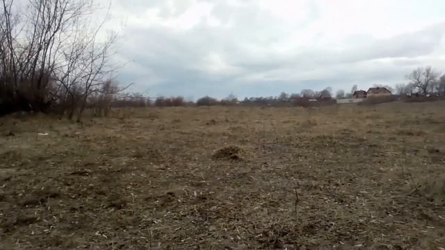 Посев каштана и желудей