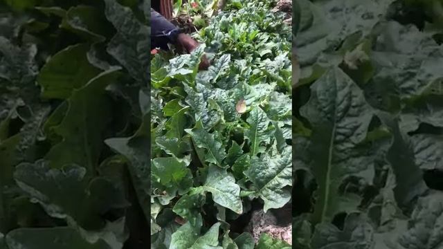 Noshin's Garden: Gerbera part 1 смотреть онлайн