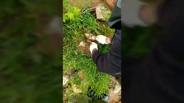 Пермогорье. Архангельская область.mp4