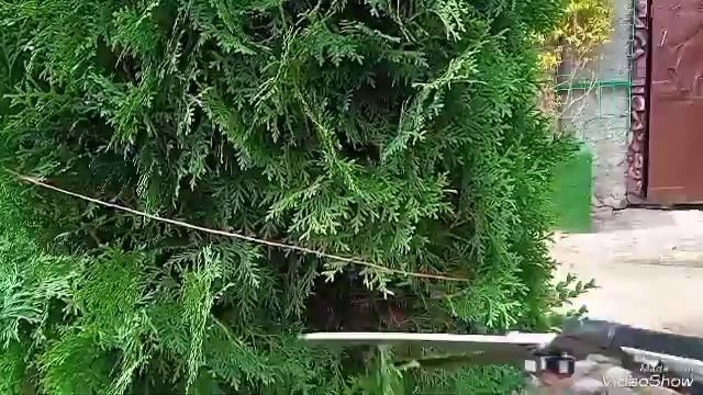 Стрижка туи-спираль.Очень подробно.Часть 1