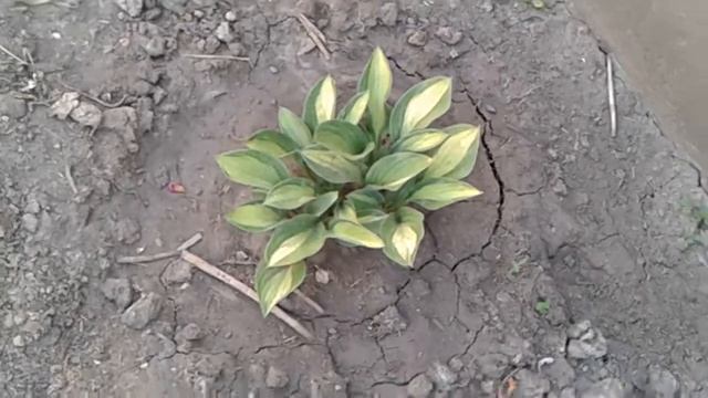 Хоста Джипси Роуз (Gypsy Rose) смотреть онлайн